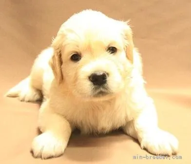 ID:2108-00301の子犬