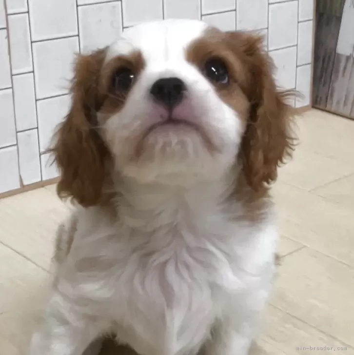 ID:2507-06889の子犬