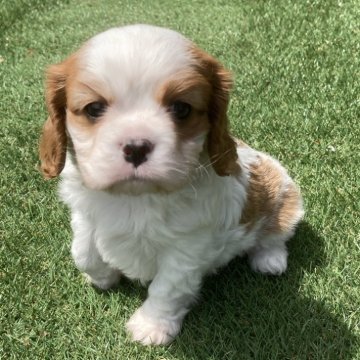 キャバリア【千葉県・男の子・2024年3月3日・ブレンハイム】の写真「凛々しい顔立ち」