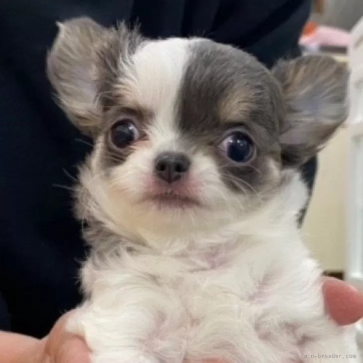 ID:2404-02898の子犬