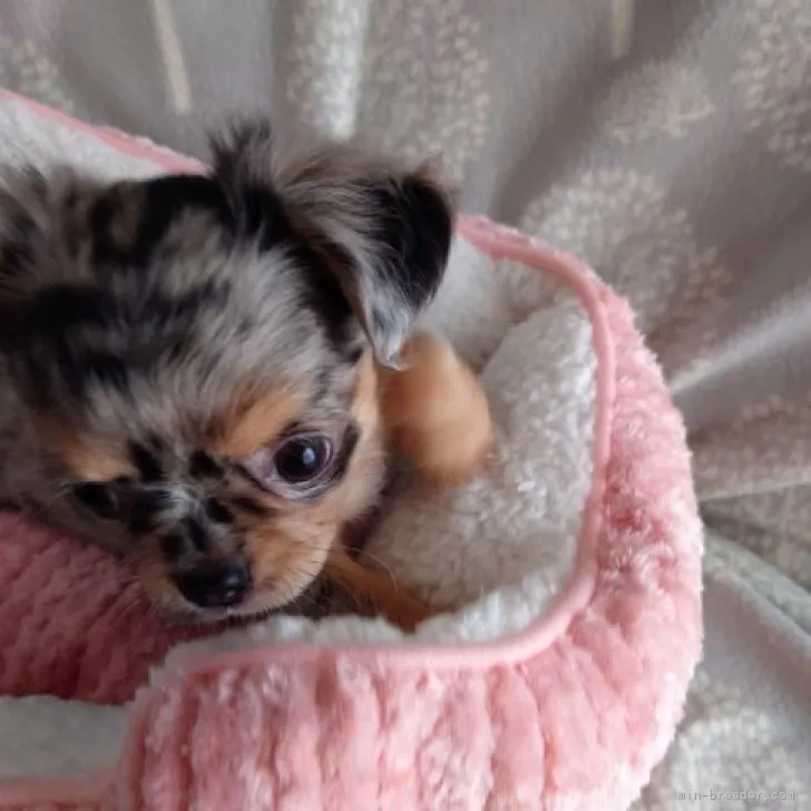 ID：2304-03758の子犬