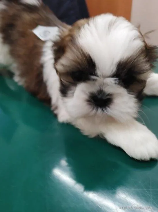 ID：2206-01725の子犬