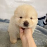 チャウチャウ