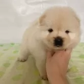 チャウチャウ