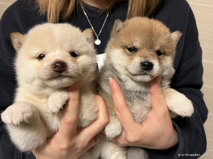 たぬき顔兄弟ᐢ⓿ᴥ⓿ᐢ｜十河　宝珠(そごう　ほうじゅ)ブリーダー(香川県・柴犬・JKC登録)の紹介写真1