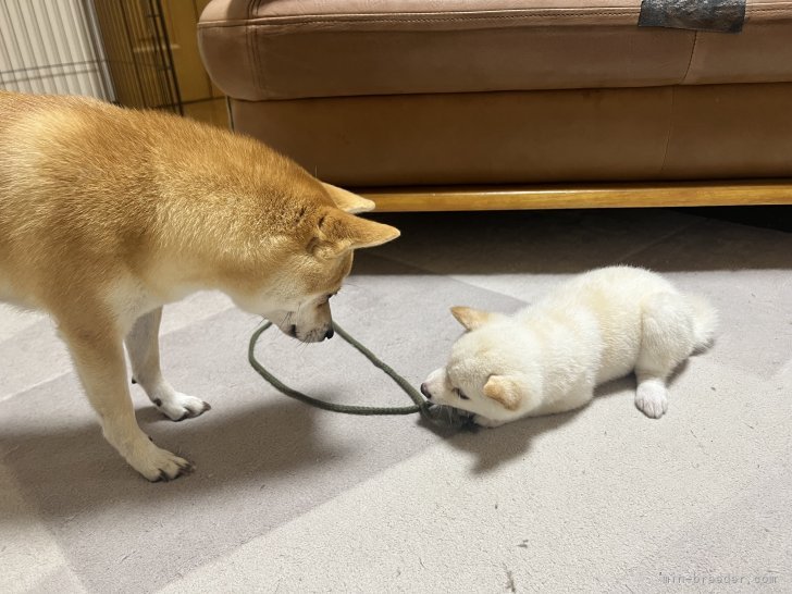 社会性のお勉強🐶｜十河　宝珠(そごう　ほうじゅ)ブリーダー(香川県・柴犬・JKC登録)の紹介写真2