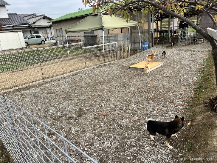 親犬達の飼育環境にもこだわっています😊｜十河　宝珠(そごう　ほうじゅ)ブリーダー(香川県・柴犬など・JKC/KC登録)の紹介写真4