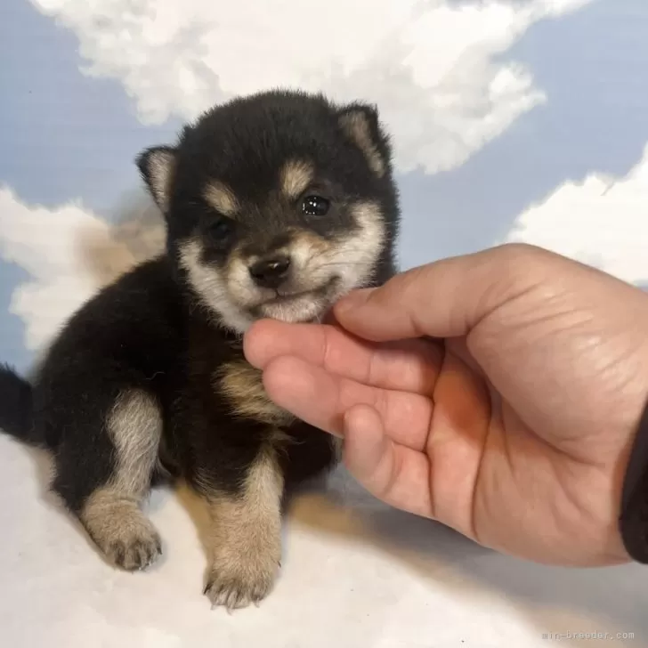 ID:2504-00794の子犬