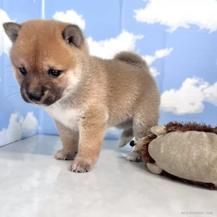 S.H 様のお迎えした子犬