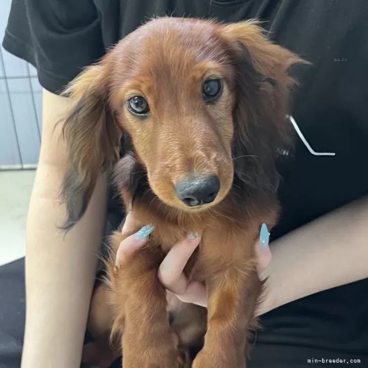 ID：2504-07375の子犬