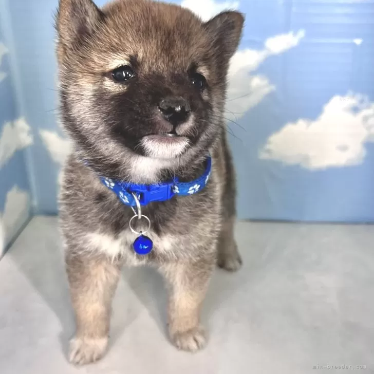 ID：2504-06141の子犬