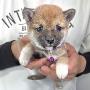 柴犬(豆柴)【香川県・女の子・2025年3月7日・赤】の写真「小さめ4兄妹の末っ子茶柴ちゃん😊」