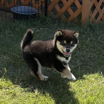 柴犬(豆柴)【香川県・女の子・2025年8月13日・黒】の写真「まんまる顔のたぬき顔ちゃん💕」