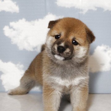 柴犬(豆柴)【香川県・女の子・2025年7月24日・赤】の写真「垂れ耳が可愛い長女ちゃん💓」