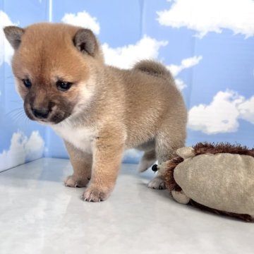 柴犬(豆柴)【香川県・女の子・2025年4月8日・赤】の写真「まんまるおめ目の美人ちゃん💓」