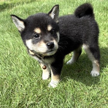 柴犬(豆柴)【香川県・男の子・2025年8月6日・黒】の写真「人懐こい甘えん坊君💛」