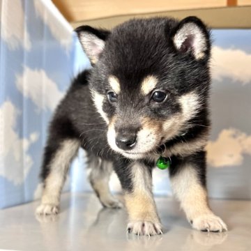 柴犬(豆柴)【香川県・男の子・2025年8月6日・黒】の写真「凛々しい男前くん✨️‪💚」