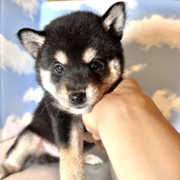 柴犬(豆柴)【香川県・男の子・2025年8月6日・黒】の写真「人懐こい甘えん坊君💛」