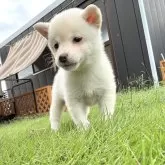 豆柴