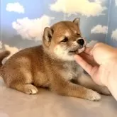 豆柴