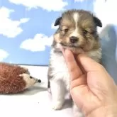 シェットランドシープドッグ