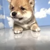 豆柴