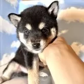 豆柴