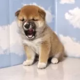 豆柴