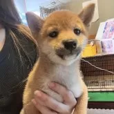 豆柴