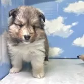 シェットランドシープドッグ