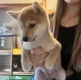 豆柴【香川県・男の子・2025年5月17日・赤】の写真3「鼻短めです🐾」