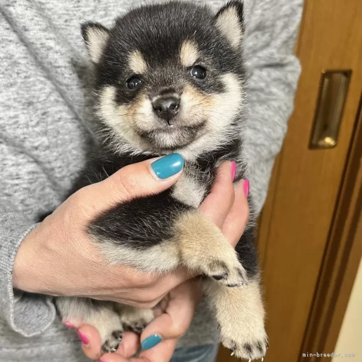 H.M.G.F 様のお迎えした子犬
