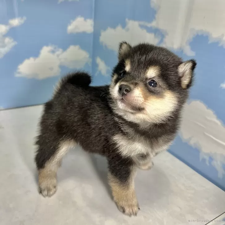 ID：2404-01724の子犬