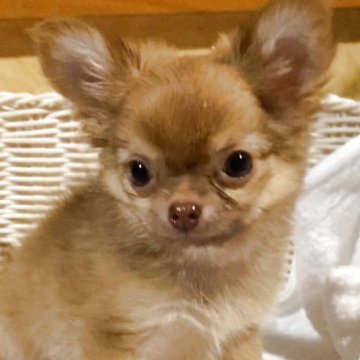 チワワ(ロング)【広島県・男の子・2025年6月26日・イザベラ】の写真「愛嬌たっぶりの可愛い男の子です！」