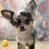 チワワ(ロング)