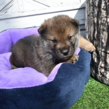 四国犬【岡山県・男の子・2023年1月22日・黒ゴマ】の写真「食欲旺盛な男の子です」