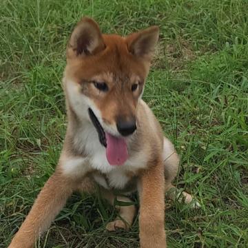 四国犬【岡山県・女の子・2022年6月11日・胡麻】の写真「成犬たちにも可愛がられスクスク成長しています！」