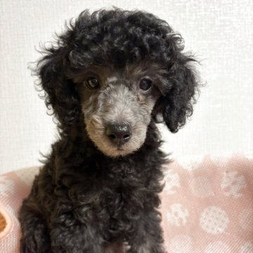 トイプードル(トイ)【栃木県・男の子・2025年6月27日・シルバー】の写真「シルバーの元気な男の子です！」