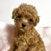 タイニープードル