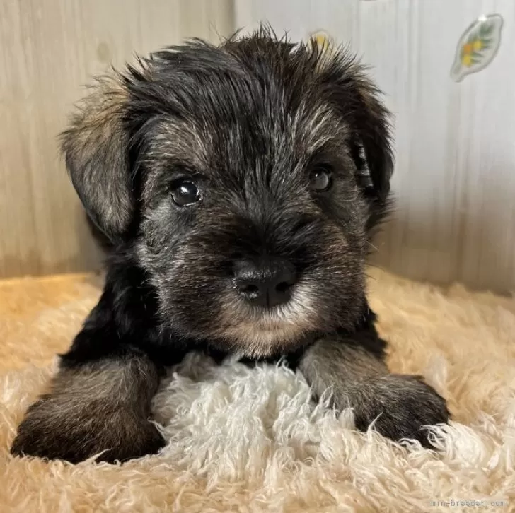 ミニチュアシュナウザー【群馬県・男の子・2025年10月7日・ブラック&amp;シルバー】の写真1