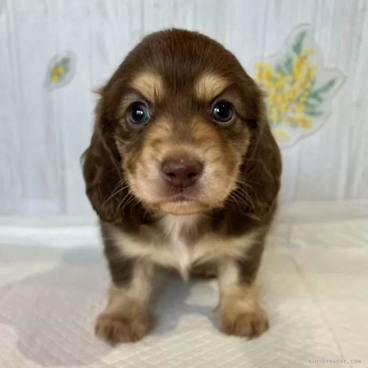 ID：2509-07715の子犬