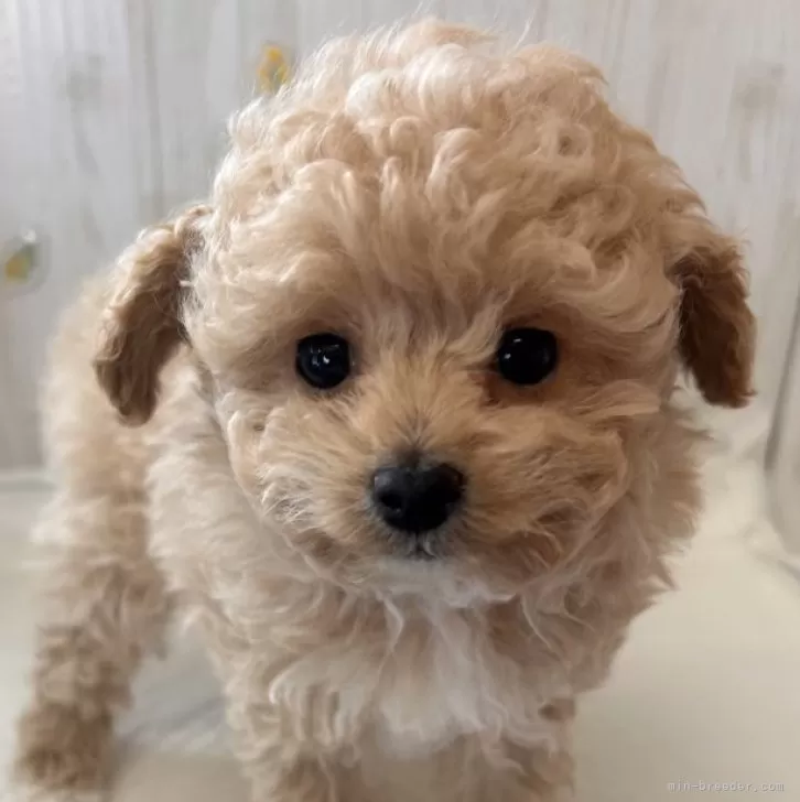 ID:2503-01408の子犬