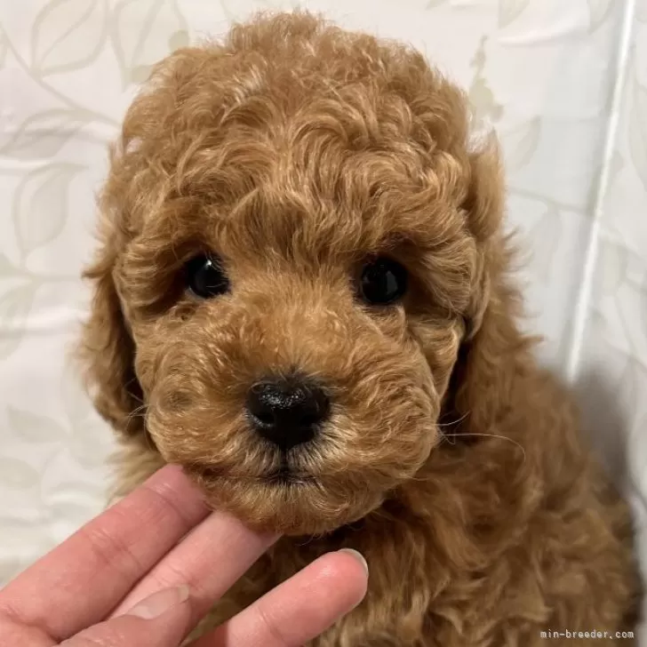 ID:2502-07293の子犬
