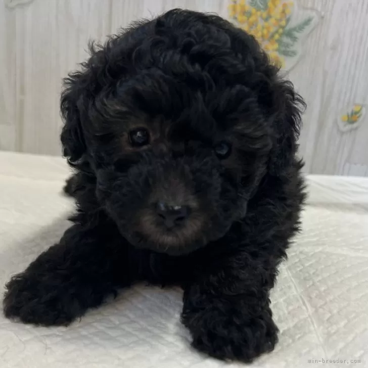 ID：2510-04624の子犬