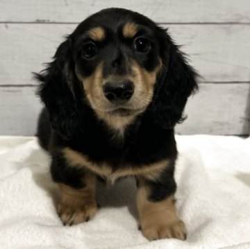 ミニチュアダックスフンド(ロング)【群馬県・男の子・2025年9月3日・ブラックタン】の写真「一人っ子の男の子💙」