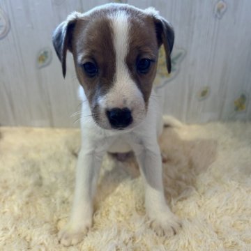 ジャックラッセルテリア【群馬県・男の子・2025年9月27日・ホワイト&タン】の写真「可愛いです🧡ྀི🩷」