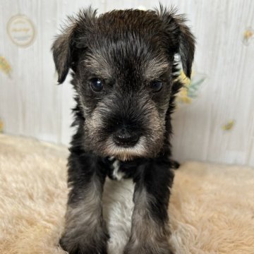 ミニチュアシュナウザー【群馬県・男の子・2025年10月7日・ブラック&シルバー】の写真「可愛いです😍」