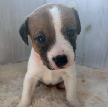 ジャックラッセルテリア【群馬県・男の子・2025年9月27日・ホワイト&タン】の写真「可愛いです🧡ྀི」