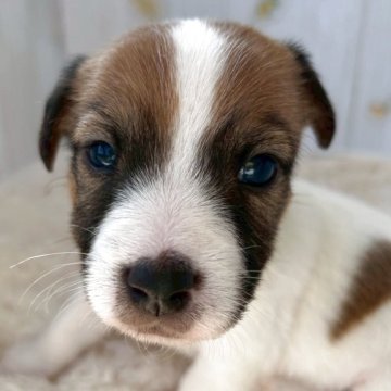 ジャックラッセルテリア【群馬県・男の子・2025年9月27日・ホワイト&タン】の写真「可愛いです💚」