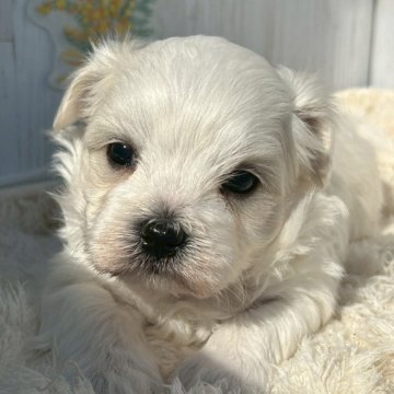 ミックス(マルチーズ×ビションフリーゼ)【群馬県・男の子・2025年9月25日・ホワイト&クリーム】の写真「ムチムチで可愛いです🤎」